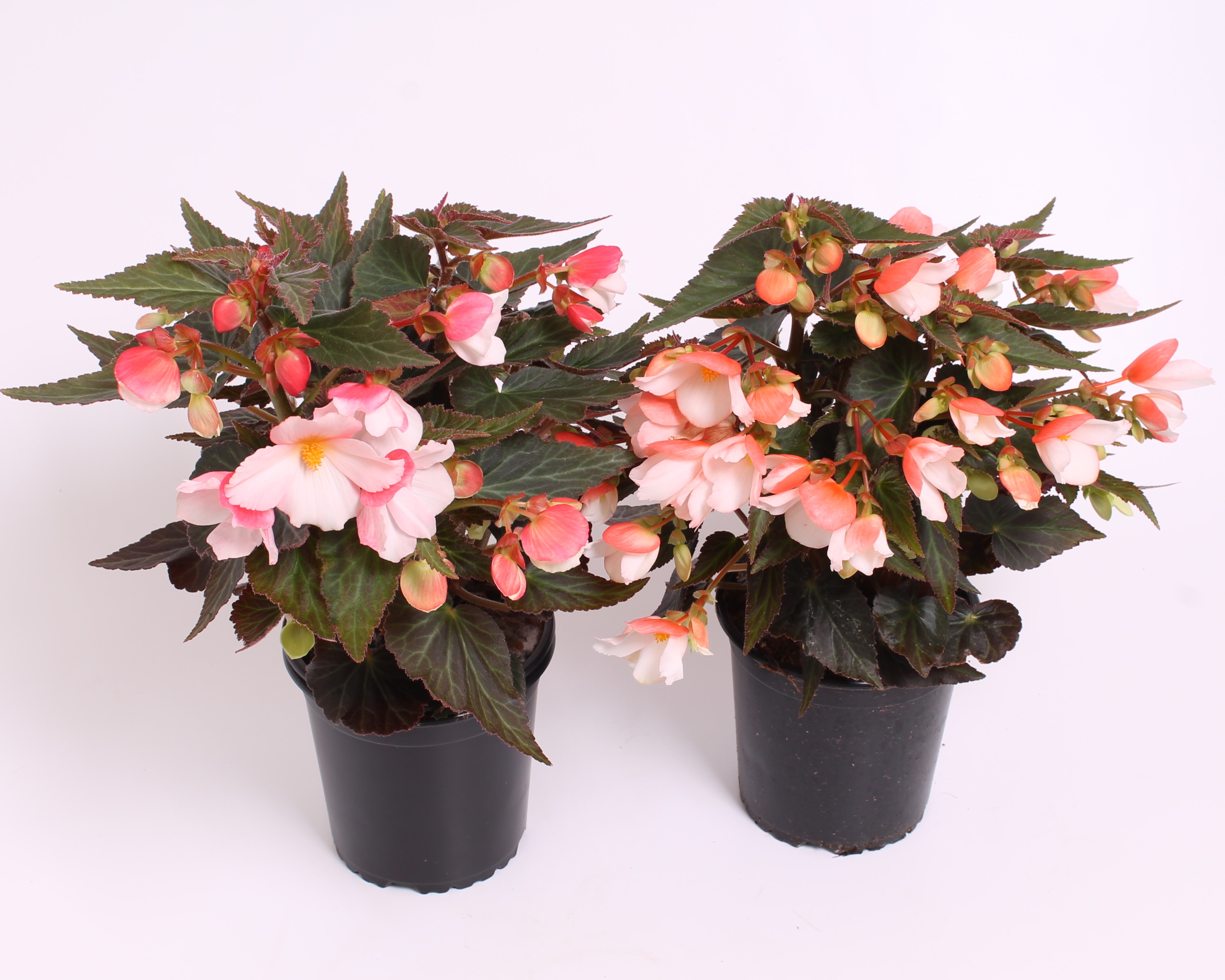 Reefs Begonia® Bicolour