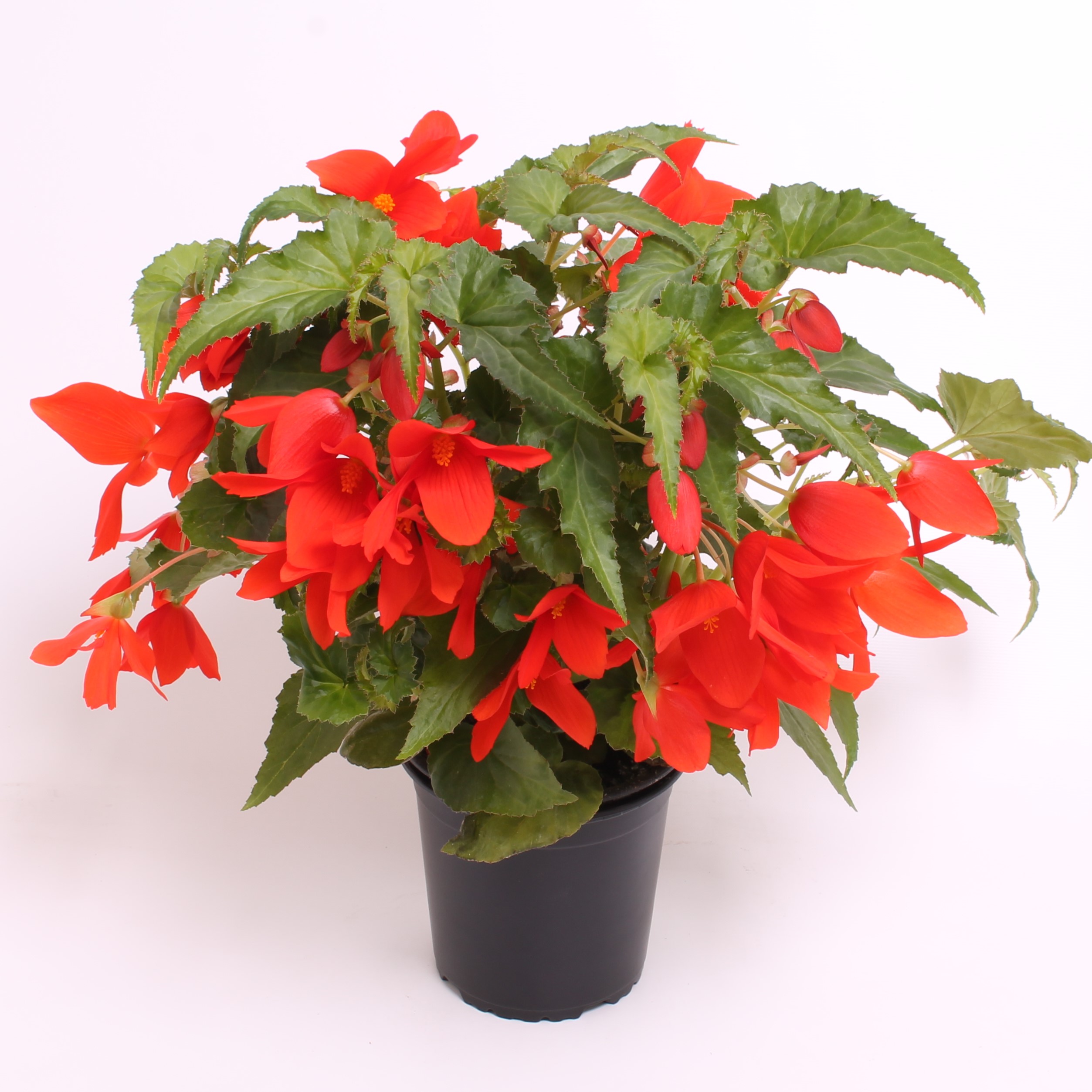 Reefs Begonia® Dark orange