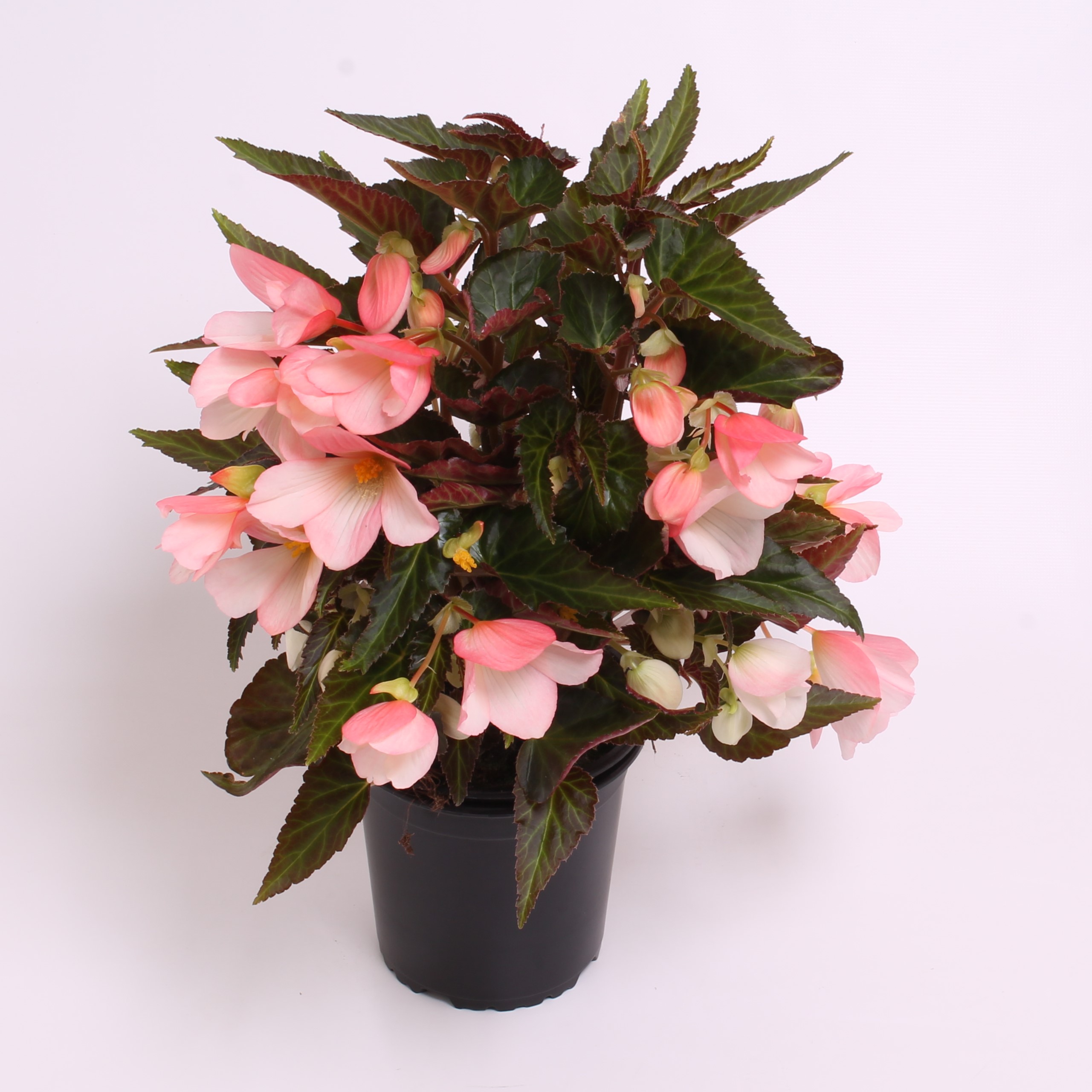 Reefs Begonia® Light pink