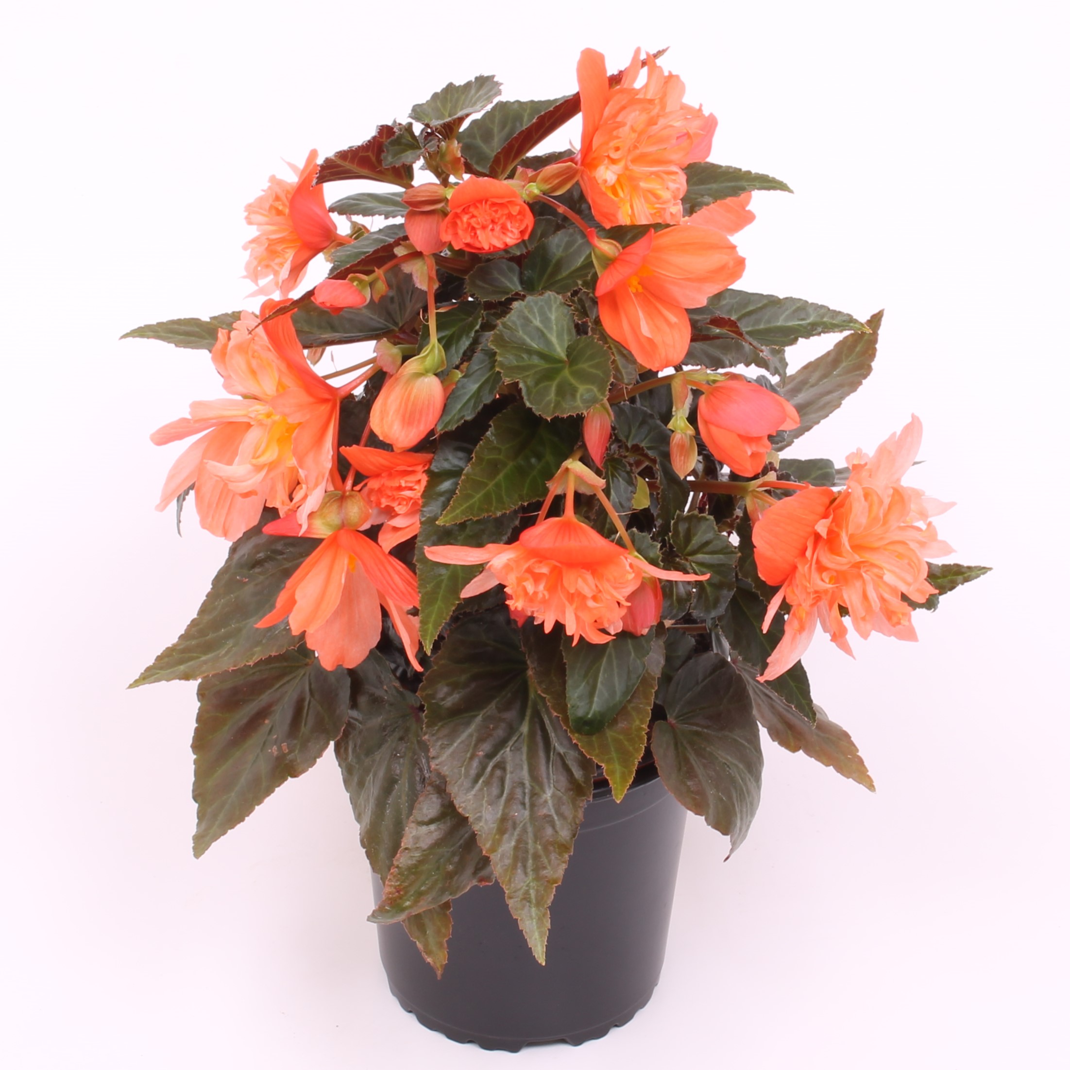 Reefs Begonia® Mango