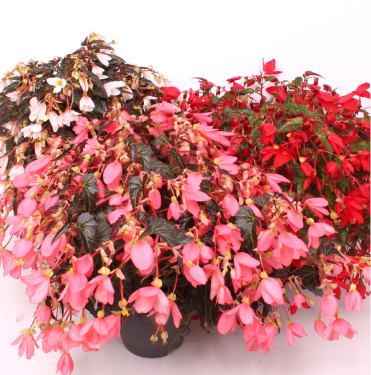 Reefs Begonia® Mix classic