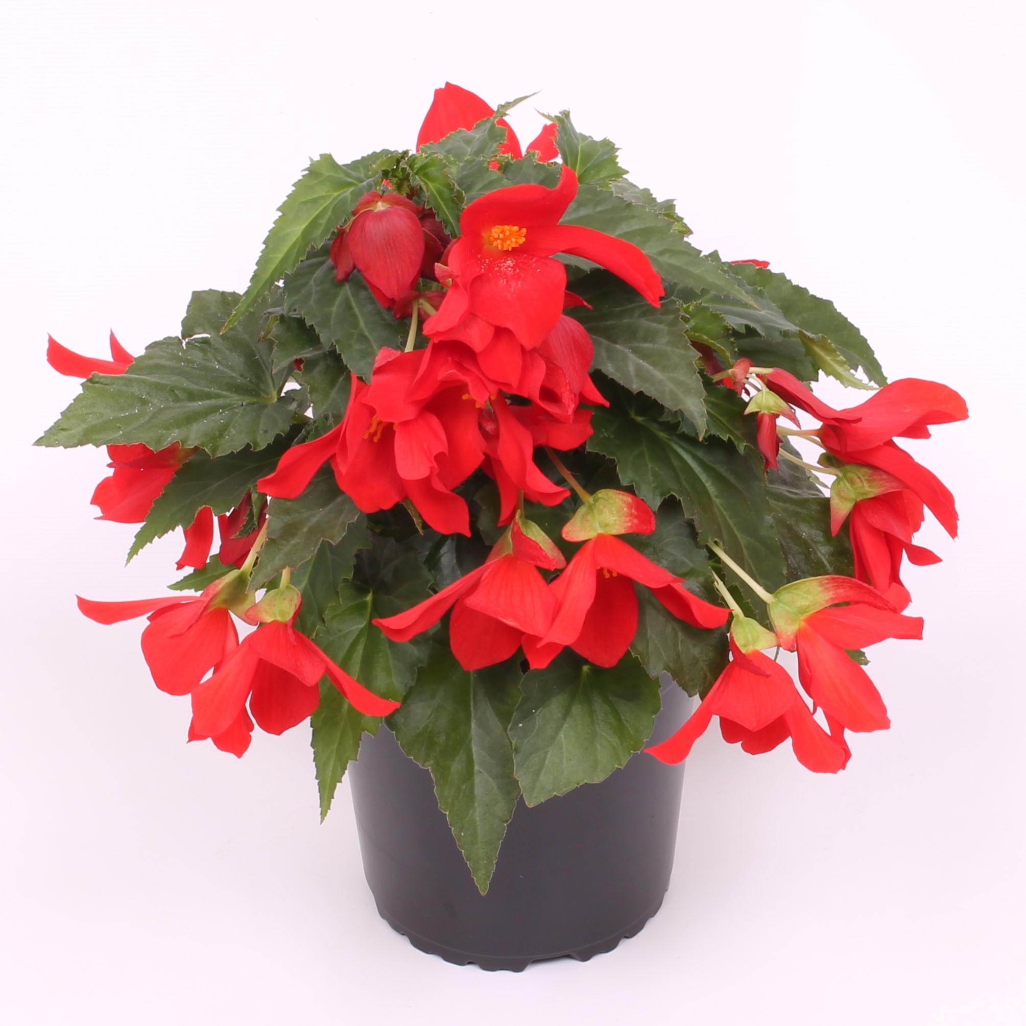 Reefs Begonia® Red