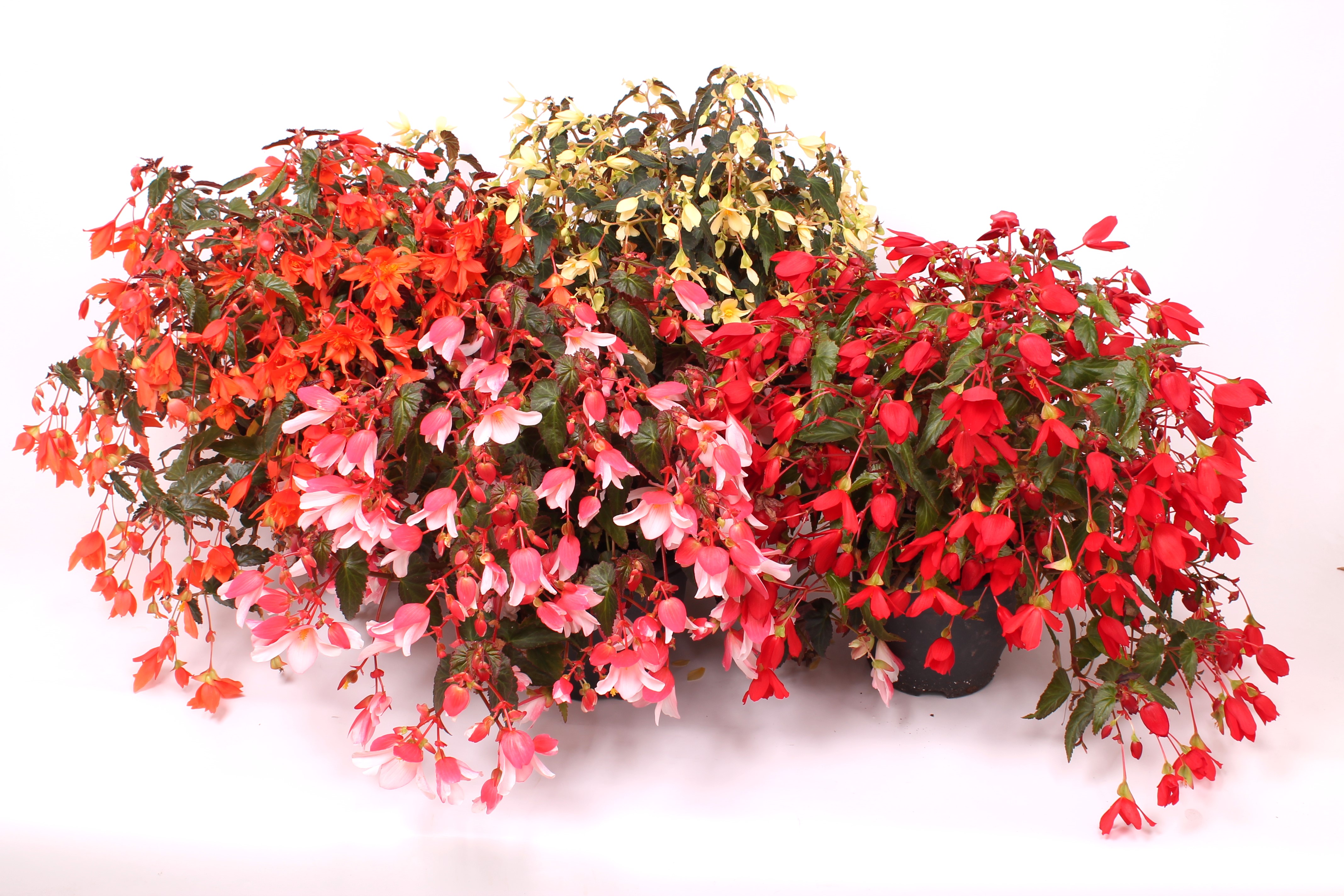Reefs Begonia® Mix inspiration