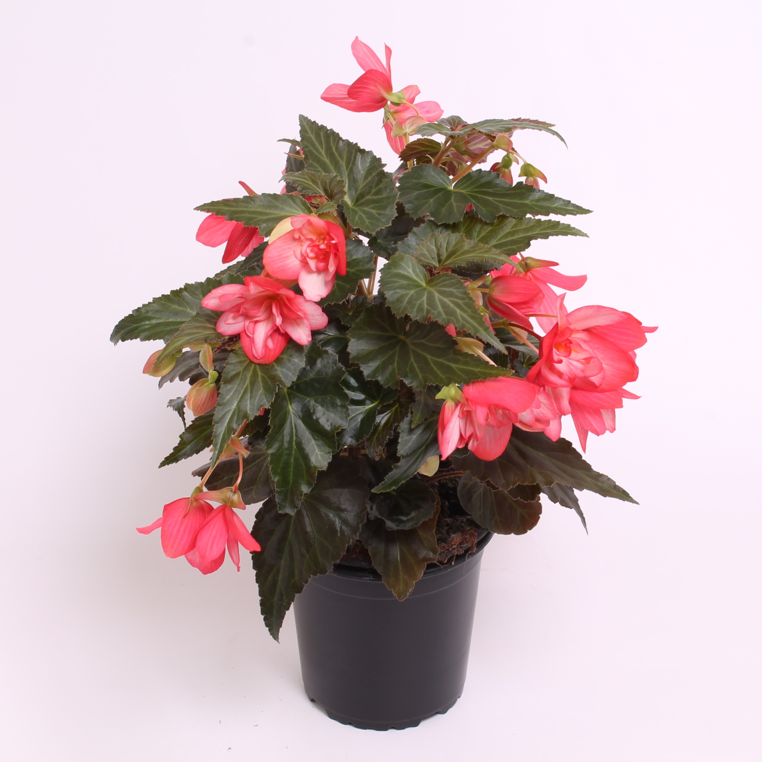 Reefs Begonia® Rose
