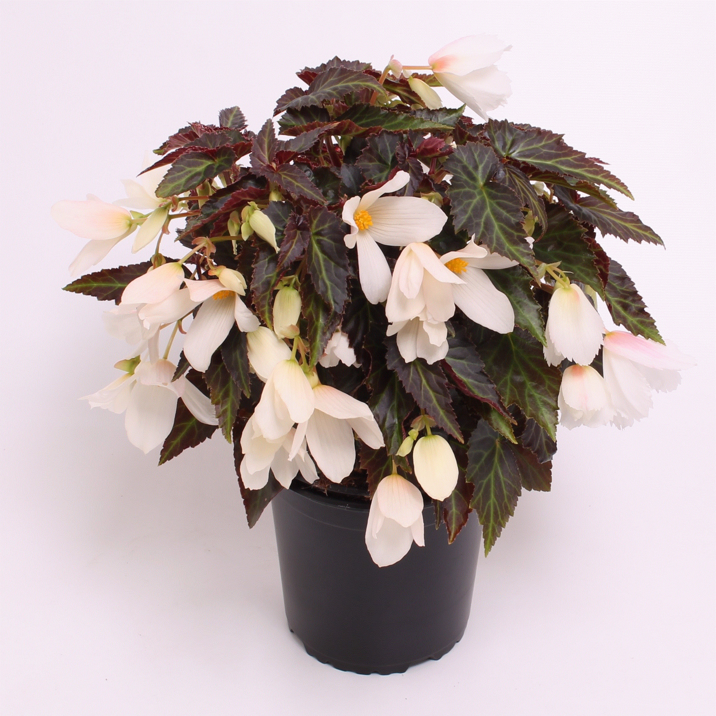 Reefs Begonia® White shades