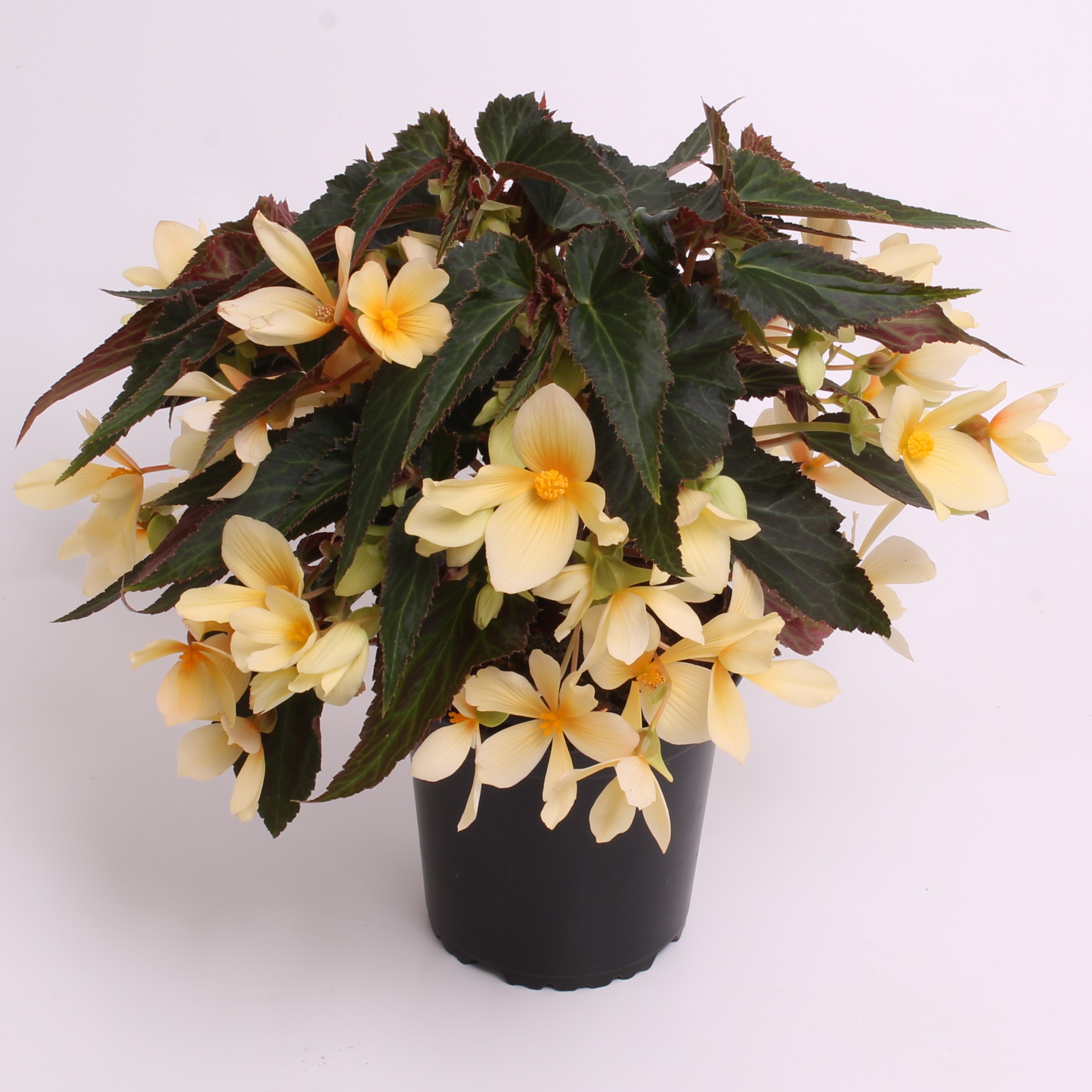 Reefs Begonia® Yellow