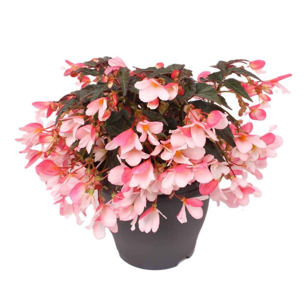 Reefs Begonia® Bicolor pink white