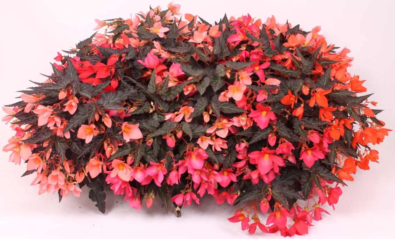 Landscape Flower Power mix